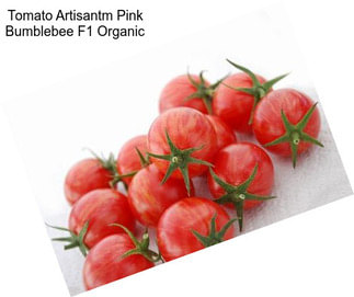 Tomato Artisantm Pink Bumblebee F1 Organic