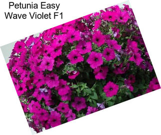 Petunia Easy Wave Violet F1