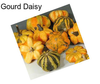 Gourd Daisy