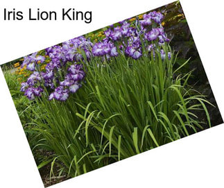 Iris Lion King
