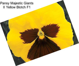 Pansy Majestic Giants II Yellow Blotch F1