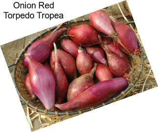 Onion Red Torpedo Tropea