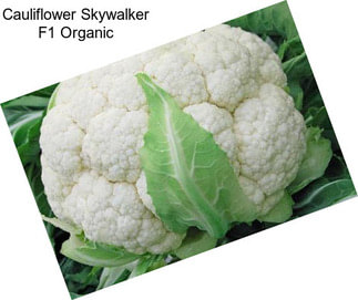 Cauliflower Skywalker F1 Organic