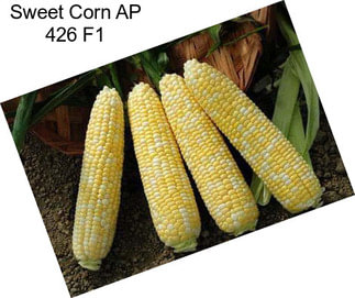Sweet Corn AP 426 F1