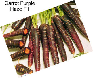 Carrot Purple Haze F1