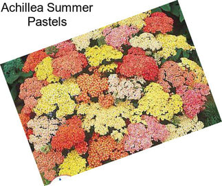 Achillea Summer Pastels