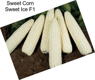 Sweet Corn Sweet Ice F1