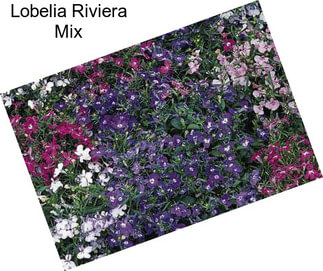 Lobelia Riviera Mix