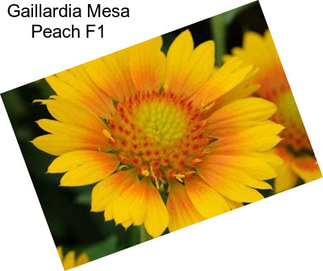 Gaillardia Mesa Peach F1