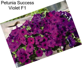 Petunia Success Violet F1