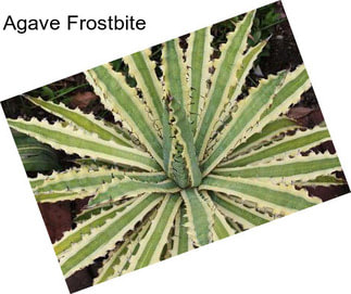 Agave Frostbite