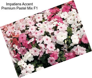 Impatiens Accent Premium Pastel Mix F1