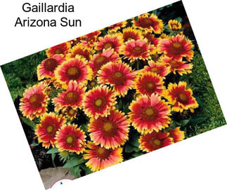 Gaillardia Arizona Sun