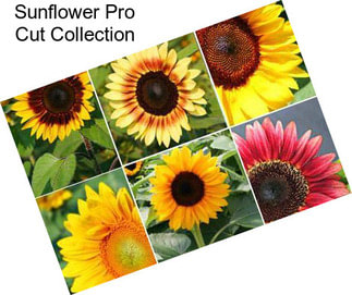 Sunflower Pro Cut Collection