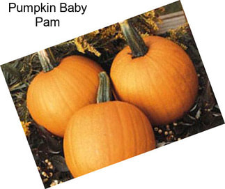 Pumpkin Baby Pam