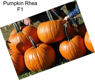 Pumpkin Rhea F1