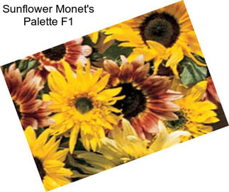 Sunflower Monet\'s Palette F1