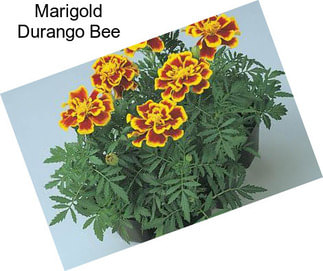 Marigold Durango Bee