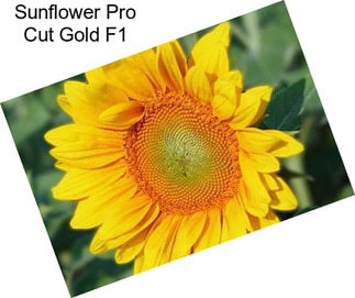 Sunflower Pro Cut Gold F1