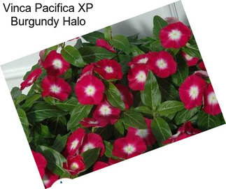 Vinca Pacifica XP Burgundy Halo