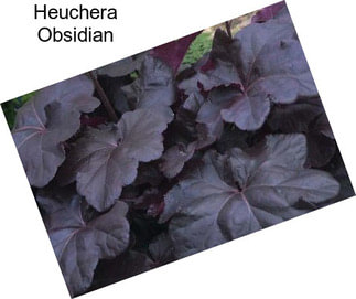 Heuchera Obsidian