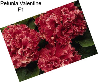 Petunia Valentine F1