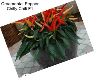 Ornamental Pepper Chilly Chili F1