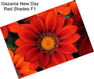 Gazania New Day Red Shades F1