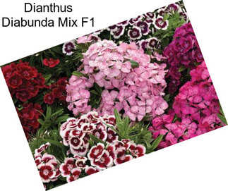 Dianthus Diabunda Mix F1