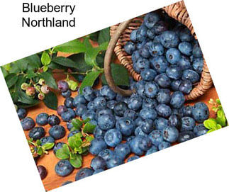 Blueberry Northland