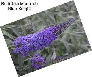 Buddleia Monarch Blue Knight