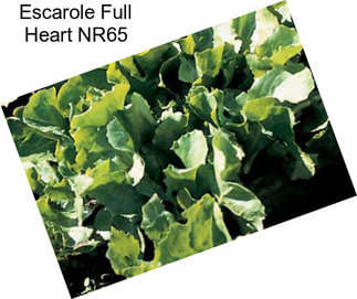 Escarole Full Heart NR65