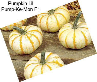 Pumpkin Lil Pump-Ke-Mon F1