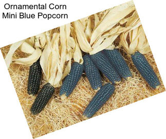 Ornamental Corn Mini Blue Popcorn