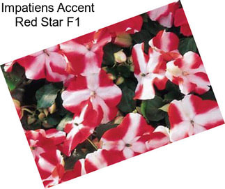 Impatiens Accent Red Star F1