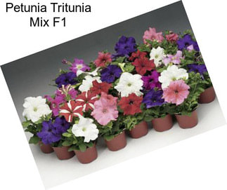 Petunia Tritunia Mix F1