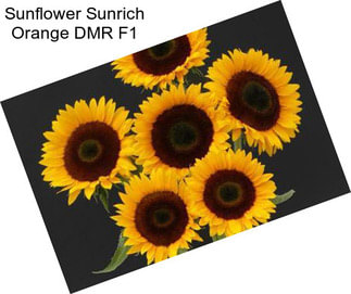 Sunflower Sunrich Orange DMR F1