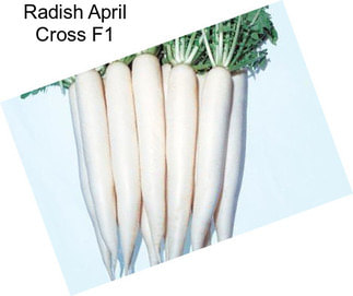 Radish April Cross F1