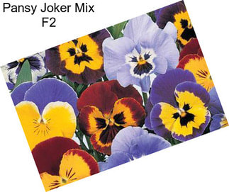 Pansy Joker Mix F2