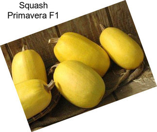 Squash Primavera F1