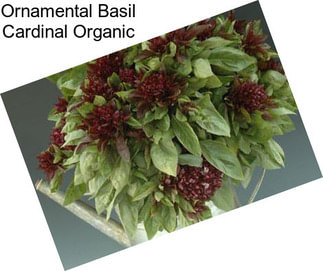 Ornamental Basil Cardinal Organic