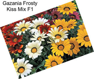 Gazania Frosty Kiss Mix F1