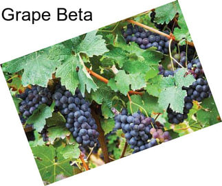 Grape Beta