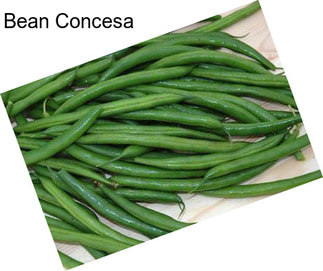 Bean Concesa