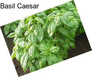 Basil Caesar