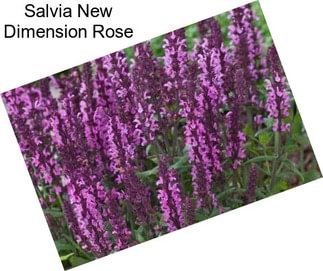 Salvia New Dimension Rose