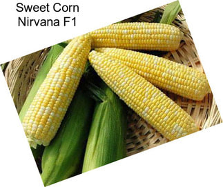 Sweet Corn Nirvana F1