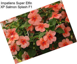 Impatiens Super Elfin XP Salmon Splash F1