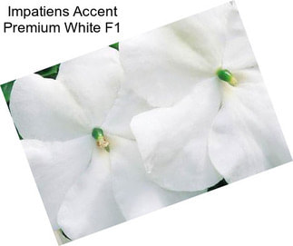 Impatiens Accent Premium White F1