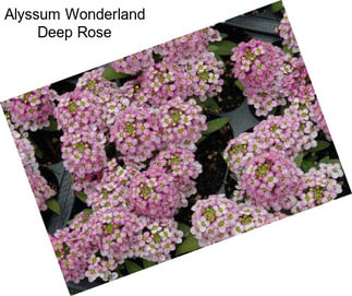 Alyssum Wonderland Deep Rose
